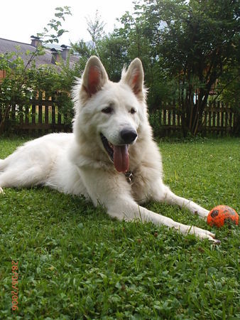 Weißer Schweizer Schäferhund Barkley of White Condor  14Monate