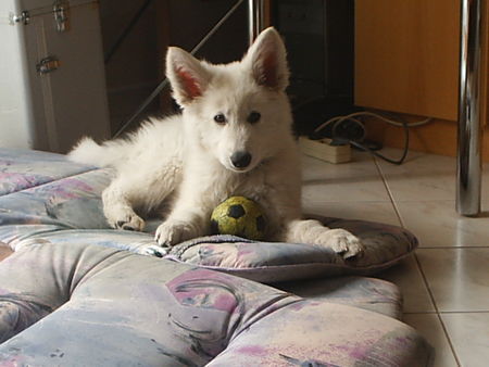 Weißer Schweizer Schäferhund finlay 9 wochen 