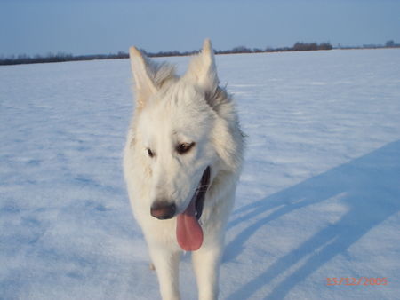 Weißer Schweizer Schäferhund Barkley(7Monate) im Schnee