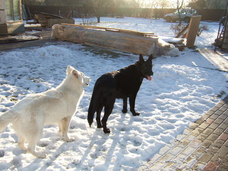 Weißer Schweizer Schäferhund Archil and Nero from Latvia