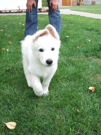 Weißer Schweizer Schäferhund Archil from Latvia