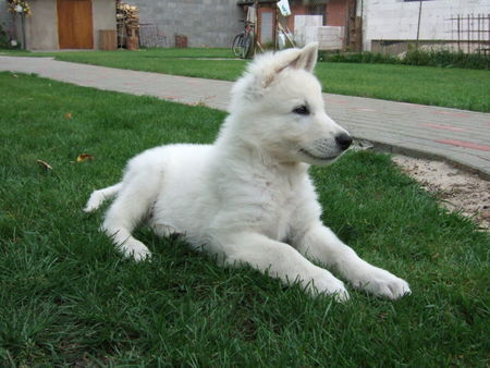 Weißer Schweizer Schäferhund Archil from Latvia