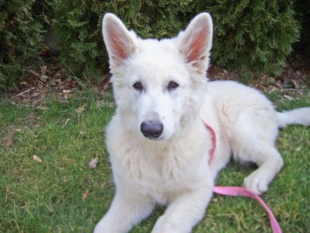 Weißer Schweizer Schäferhund Unser Ambababy 4 Monate