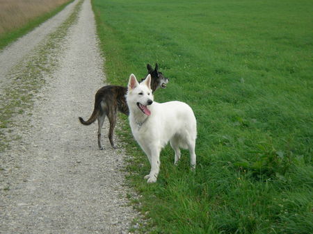 Weißer Schweizer Schäferhund Molly und Galgo Mischling Pachollo