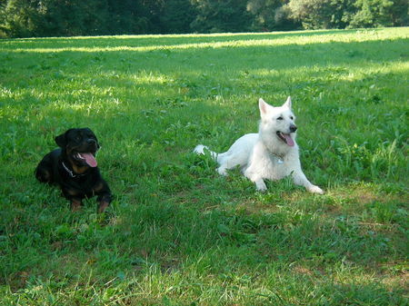 Weißer Schweizer Schäferhund Molly und Apollo