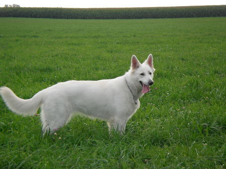 Weißer Schweizer Schäferhund Molly