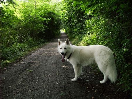 Weißer Schweizer Schäferhund Samy 2005