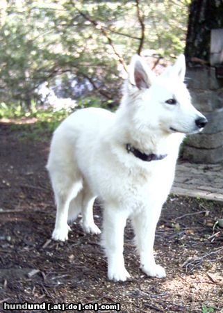 Weißer Schweizer Schäferhund Samy 1,5 J.