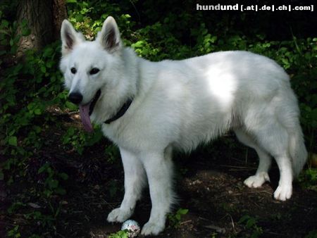 Weißer Schweizer Schäferhund Samy 3 j.