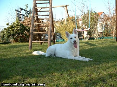 Weißer Schweizer Schäferhund Sandy