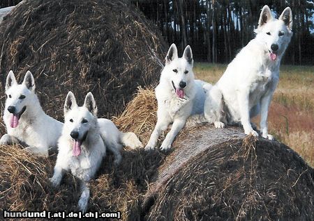 Weißer Schweizer Schäferhund 4 Generationen