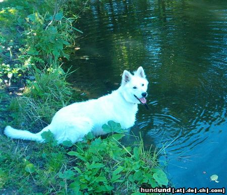 Weißer Schweizer Schäferhund Sky am Wasser