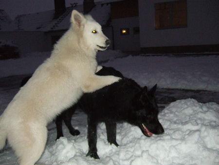 Weißer Schweizer Schäferhund Archil and Nero from Latvia