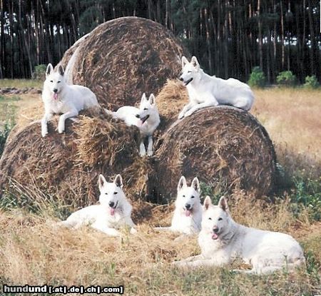 Weißer Schweizer Schäferhund unsere Traumhunde