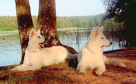 Weißer Schweizer Schäferhund Sky und Anakin