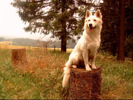 Weißer Schweizer Schäferhund Sky