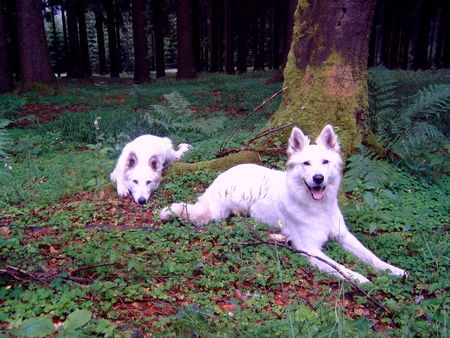 Weißer Schweizer Schäferhund Sky