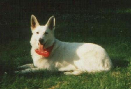 Weißer Schweizer Schäferhund Das war unsere liebste und treuste Hündinn die wir je hatten!Sie hat sich sehr gut im Hundesport gemacht, habe sie selber Ausgebildet!Allerdings ist sie auf Tragischer weise einen Tag nach Weinachten gestorben