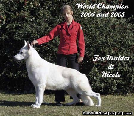 Weißer Schweizer Schäferhund Fox Mulder,World Champion 2004 and 2005