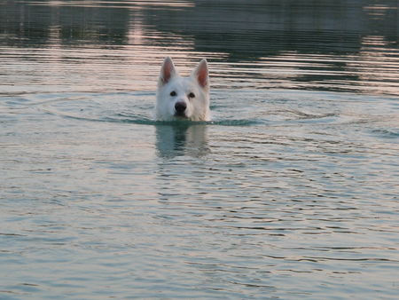 Weißer Schweizer Schäferhund