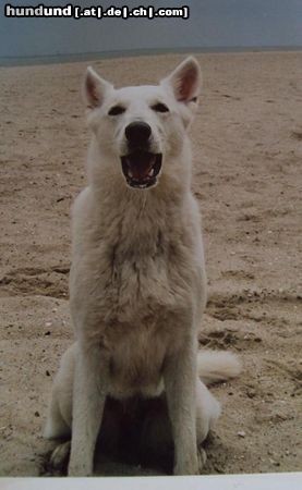 Weißer Schweizer Schäferhund