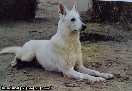 Weißer Schweizer Schäferhund