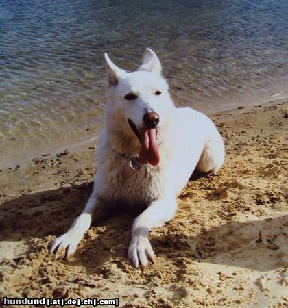 Weißer Schweizer Schäferhund