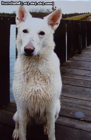 Weißer Schweizer Schäferhund