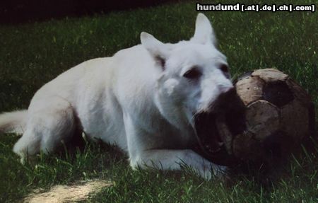 Weißer Schweizer Schäferhund