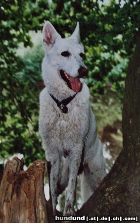 Weißer Schweizer Schäferhund