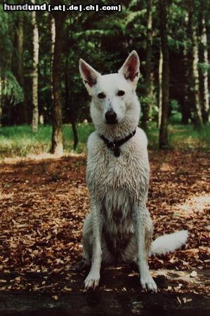 Weißer Schweizer Schäferhund