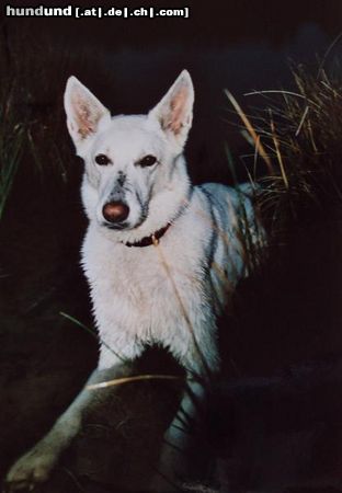 Weißer Schweizer Schäferhund