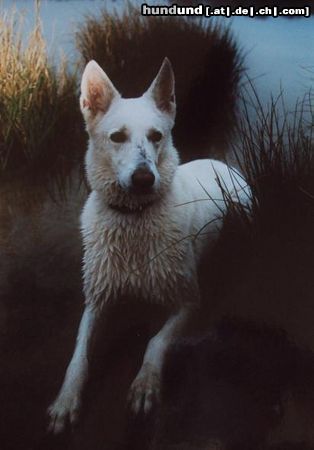 Weißer Schweizer Schäferhund