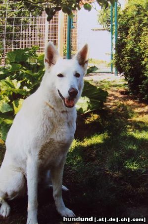 Weißer Schweizer Schäferhund