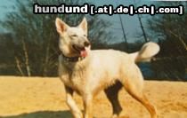 Weißer Schweizer Schäferhund Cary ( Bellyeu)