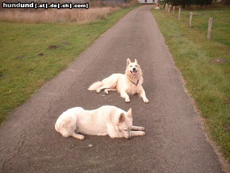 Weißer Schweizer Schäferhund Diva und Jack