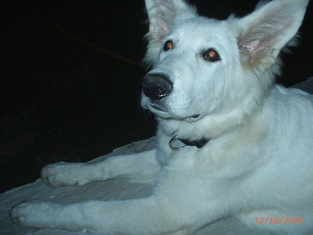 Weißer Schweizer Schäferhund Bin ich nicht schön?! Ich heiße Barkley of White Condor