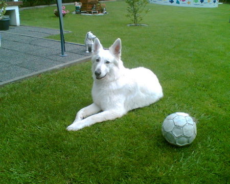 Weißer Schweizer Schäferhund Anka im garten,alter 4 jahre