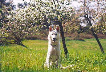 Weißer Schweizer Schäferhund frühling