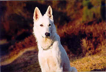 Weißer Schweizer Schäferhund abendlicht