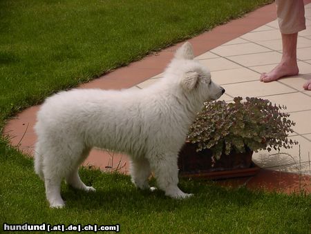 Weißer Schweizer Schäferhund Angelo 