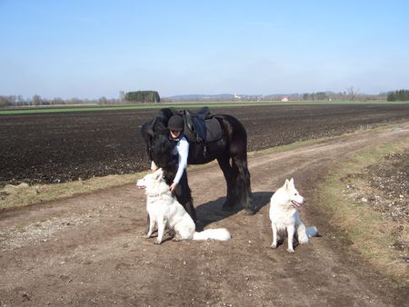 Weißer Schweizer Schäferhund