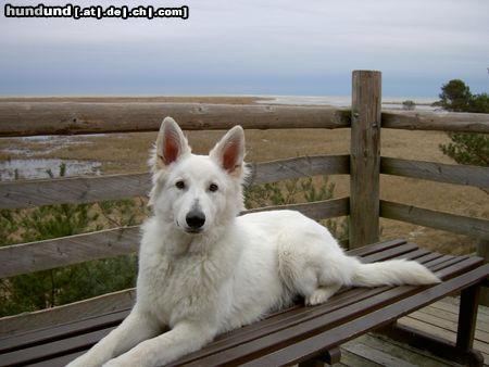 Weißer Schweizer Schäferhund eine ganze bank für mich allein.....