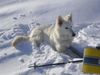 Weißer Schweizer Schäferhund Hund