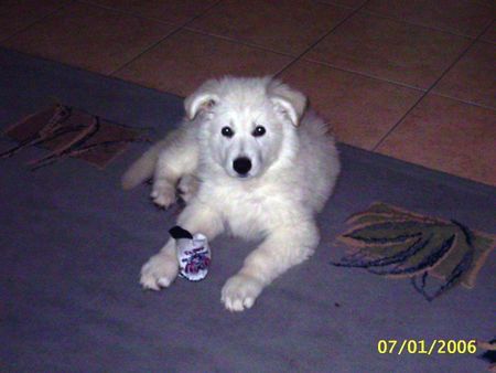 Weißer Schweizer Schäferhund Er kann ja so lieb sein