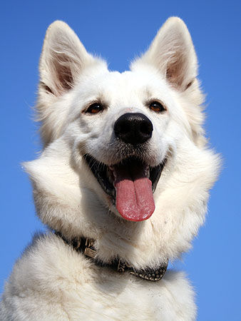 Weißer Schweizer Schäferhund Himmlische Ronja