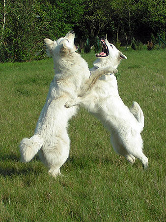 Weißer Schweizer Schäferhund Zickenterror