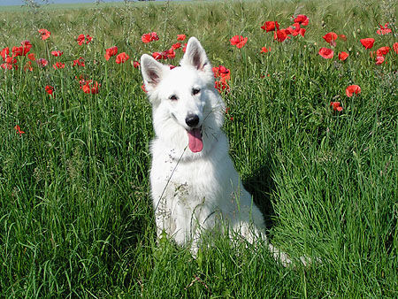 Weißer Schweizer Schäferhund Ronja im Blütenmeer