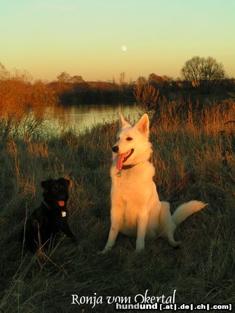 Weißer Schweizer Schäferhund Das ist meine Ronja