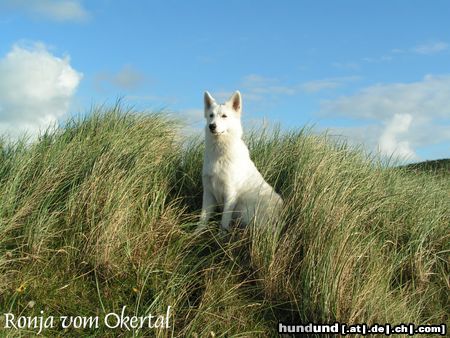 Weißer Schweizer Schäferhund Das ist meine Ronja